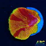 WWC Diablo Diaseris Plate