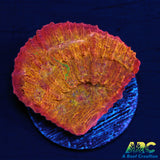 ARC Ludicrous Chalice