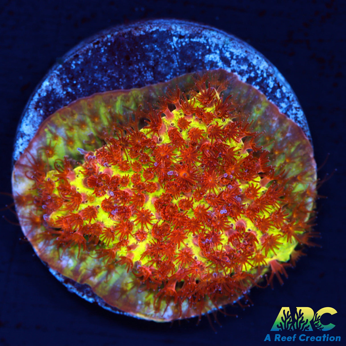 JF Burning Bananas Stylo