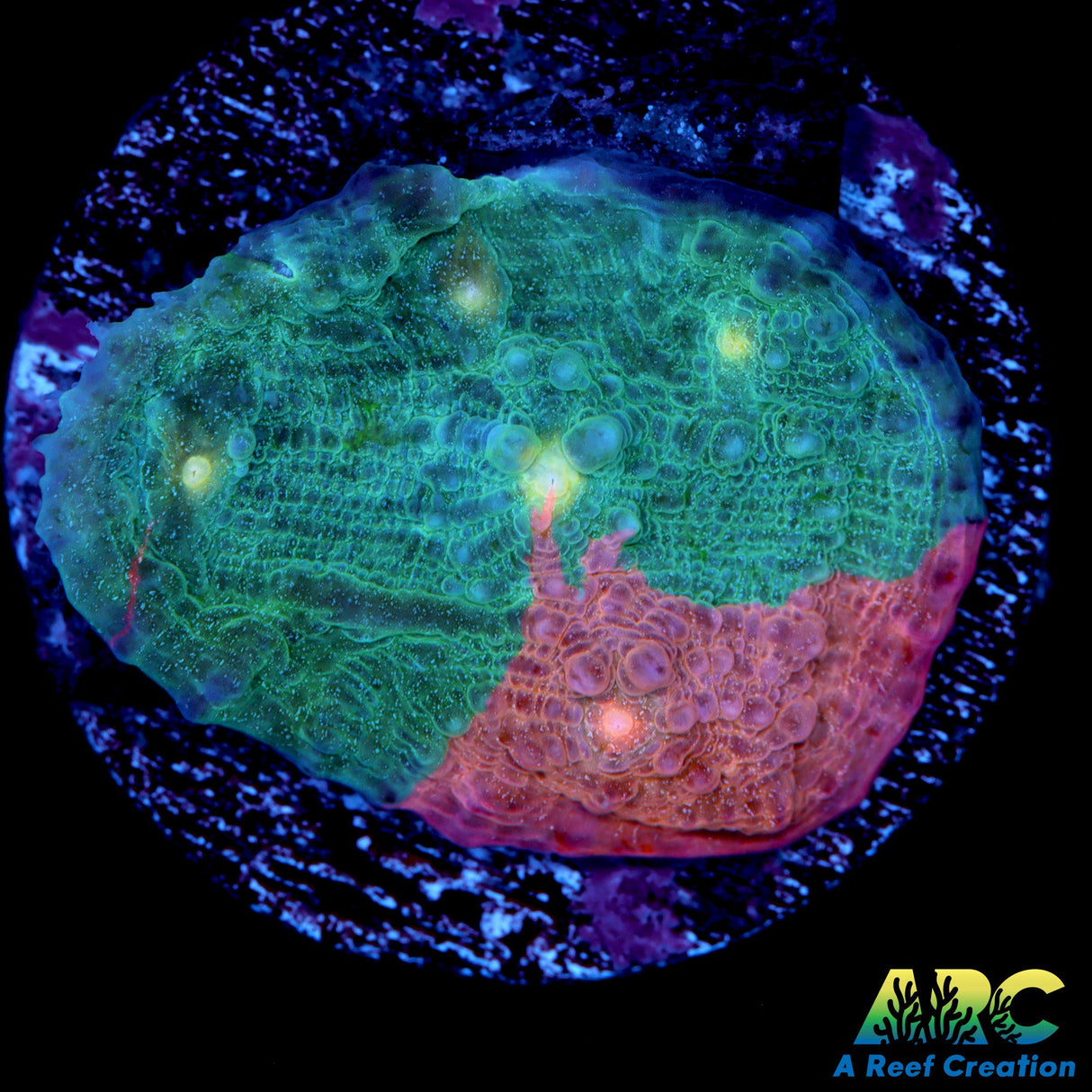 Pastel Rainbow Chalice