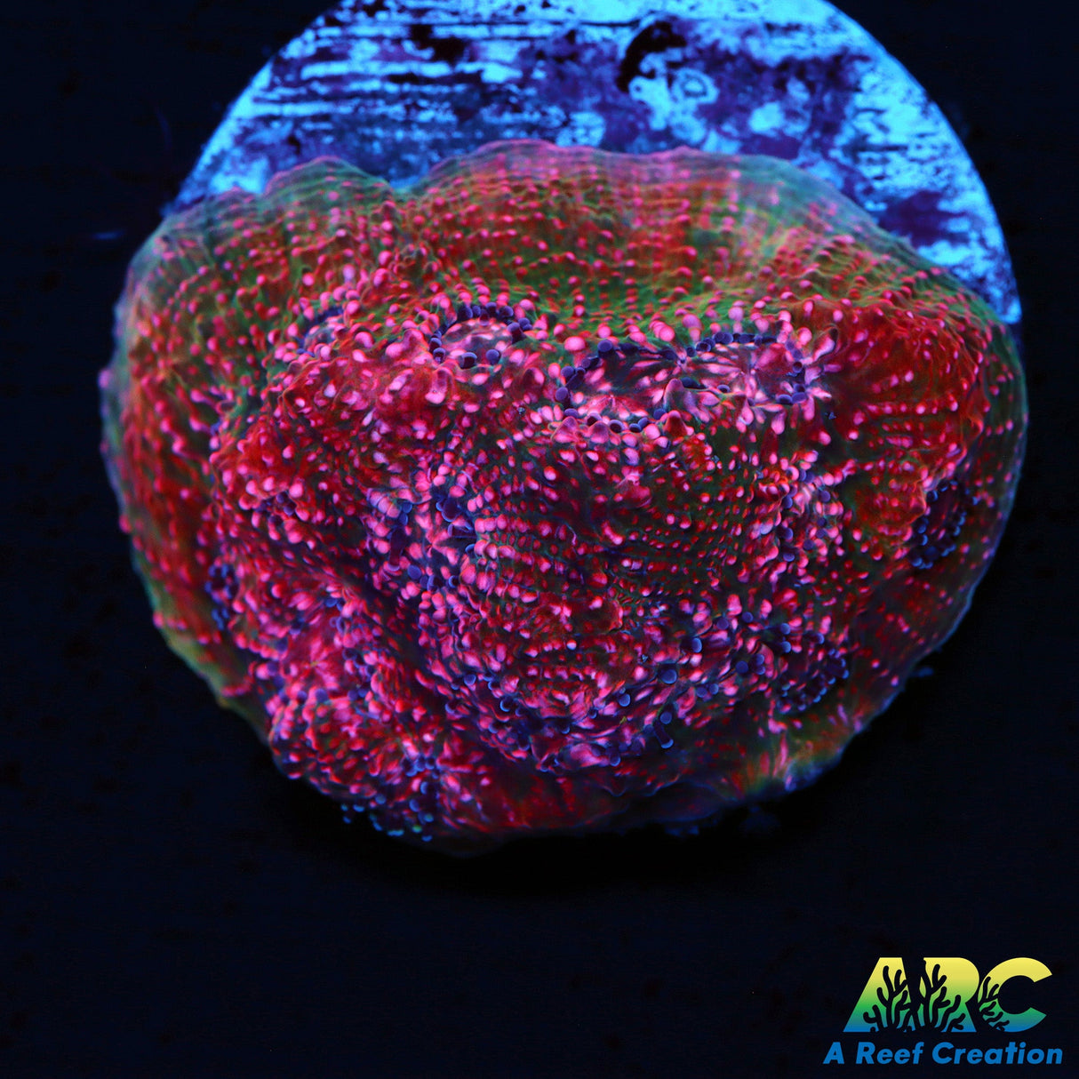 ARC Bubble Yum Chalice