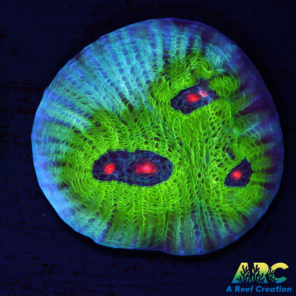 Avatar Chalice