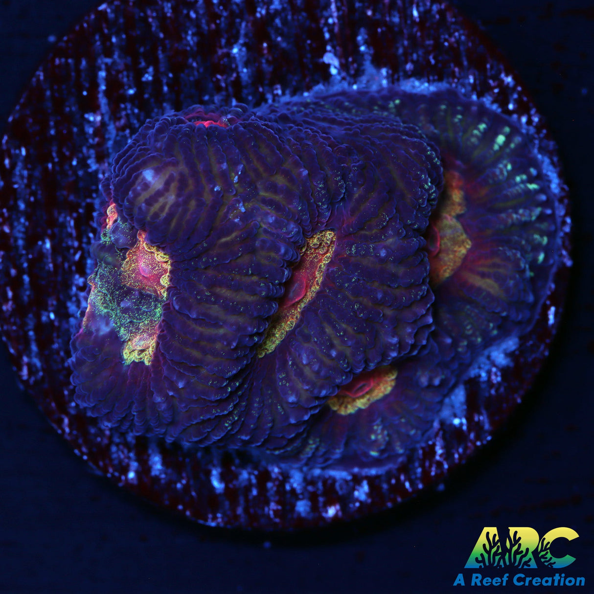 ARC DBD Favia