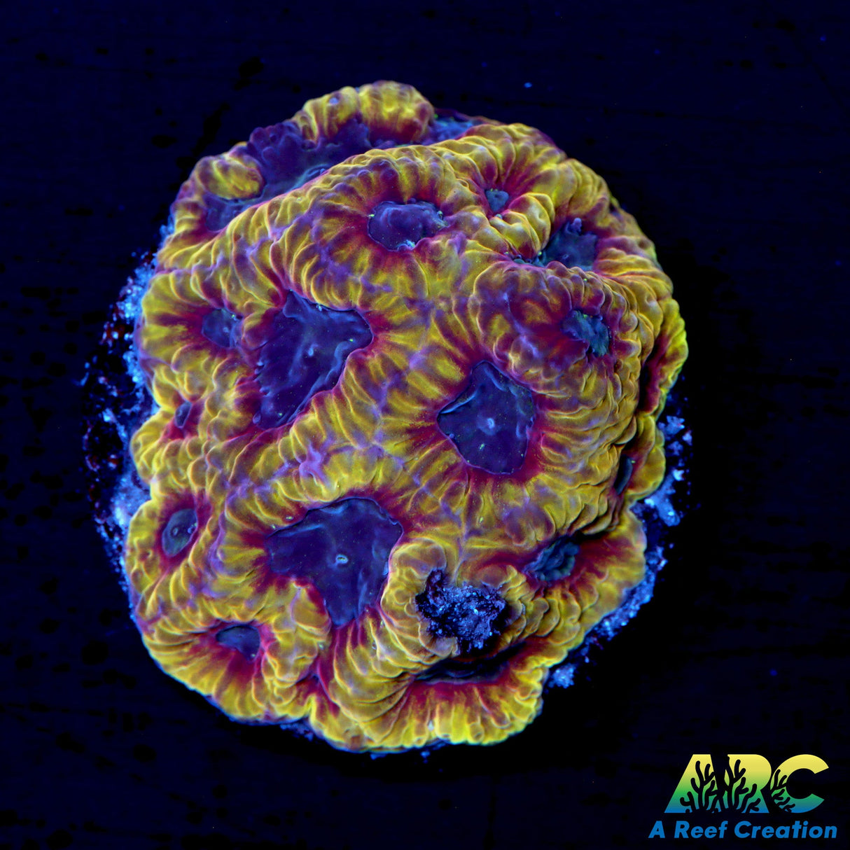 ARC Pac Man Favites