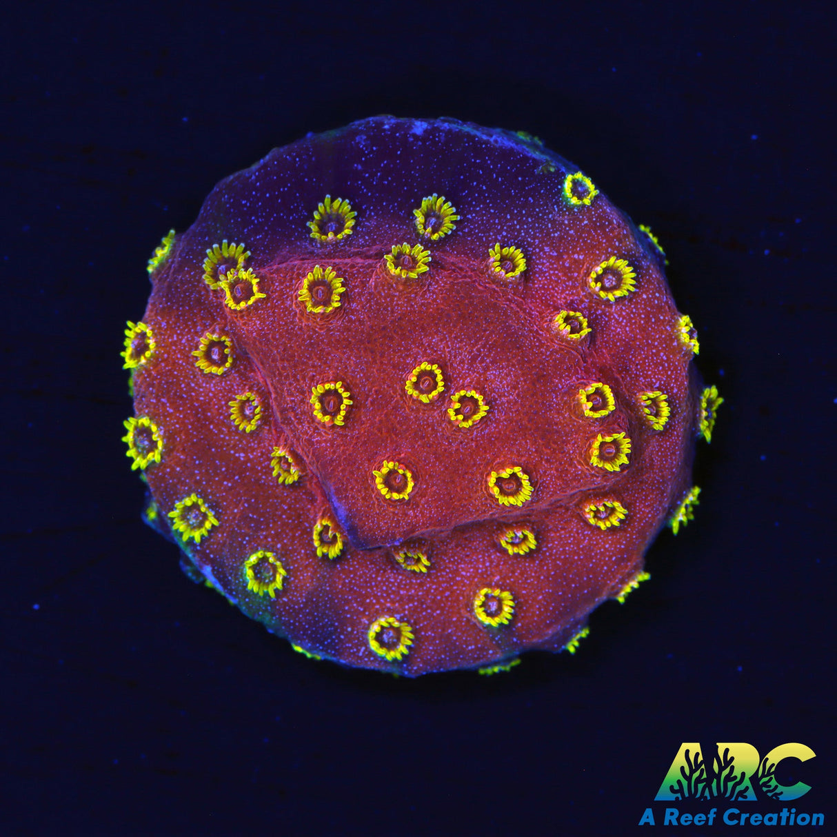 Candy Corals Firewalker Cyphastrea