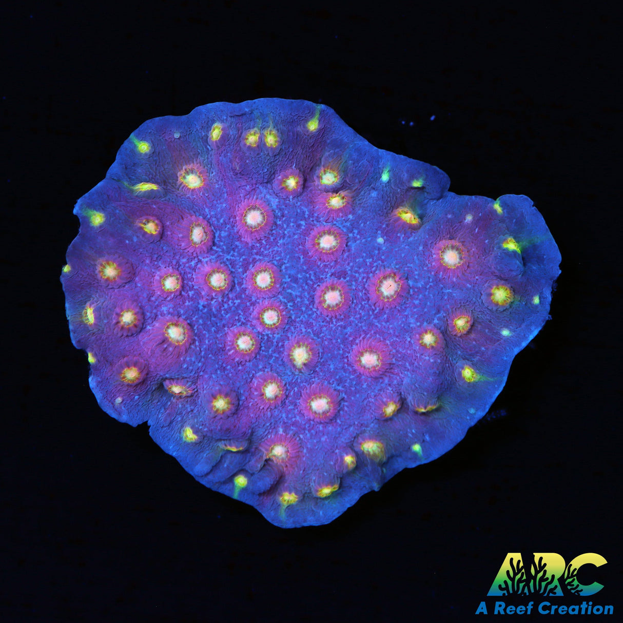 Halley's Comet Plating Cyphastrea
