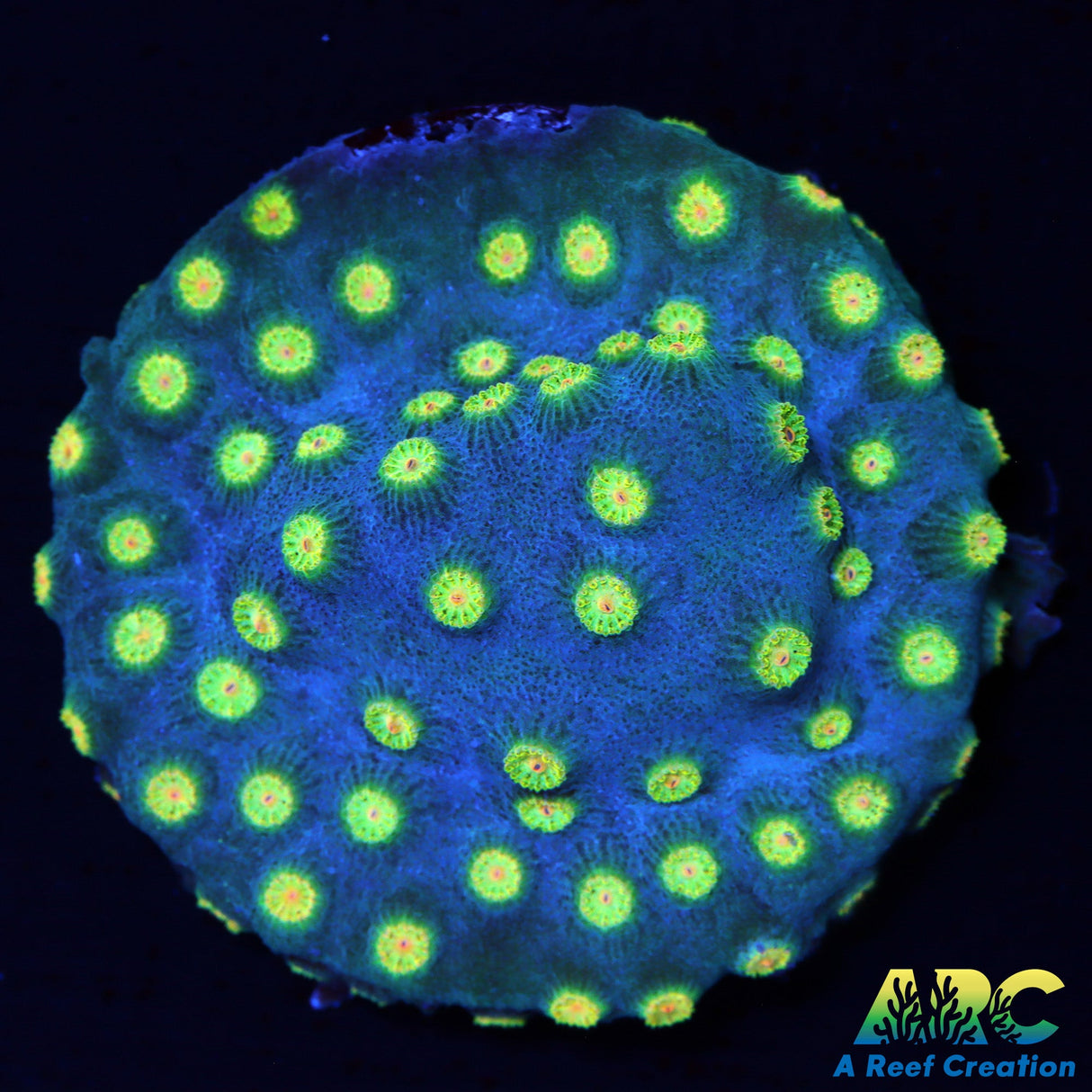 Rick and Morty Cyphastea