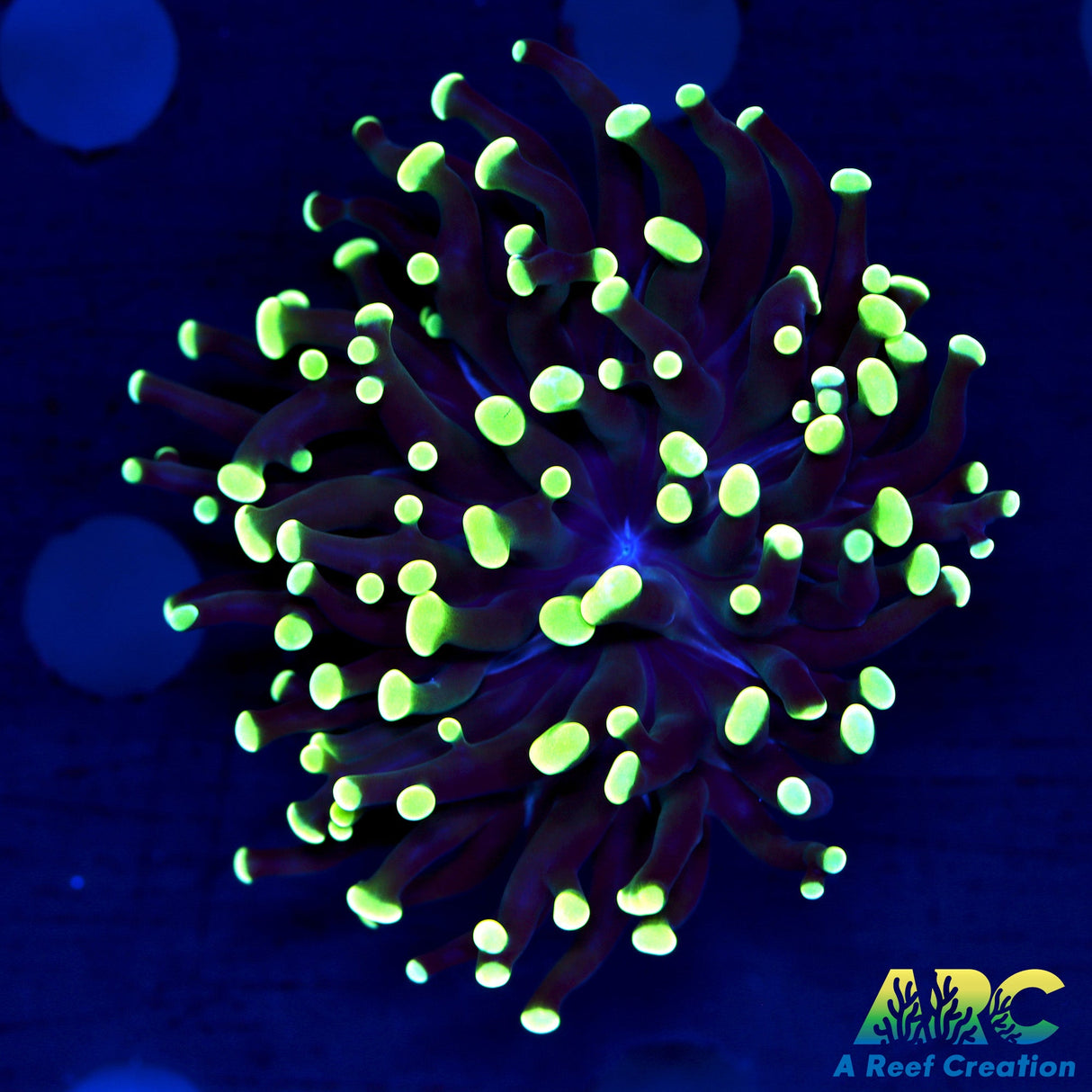 ARC Salty's Torch