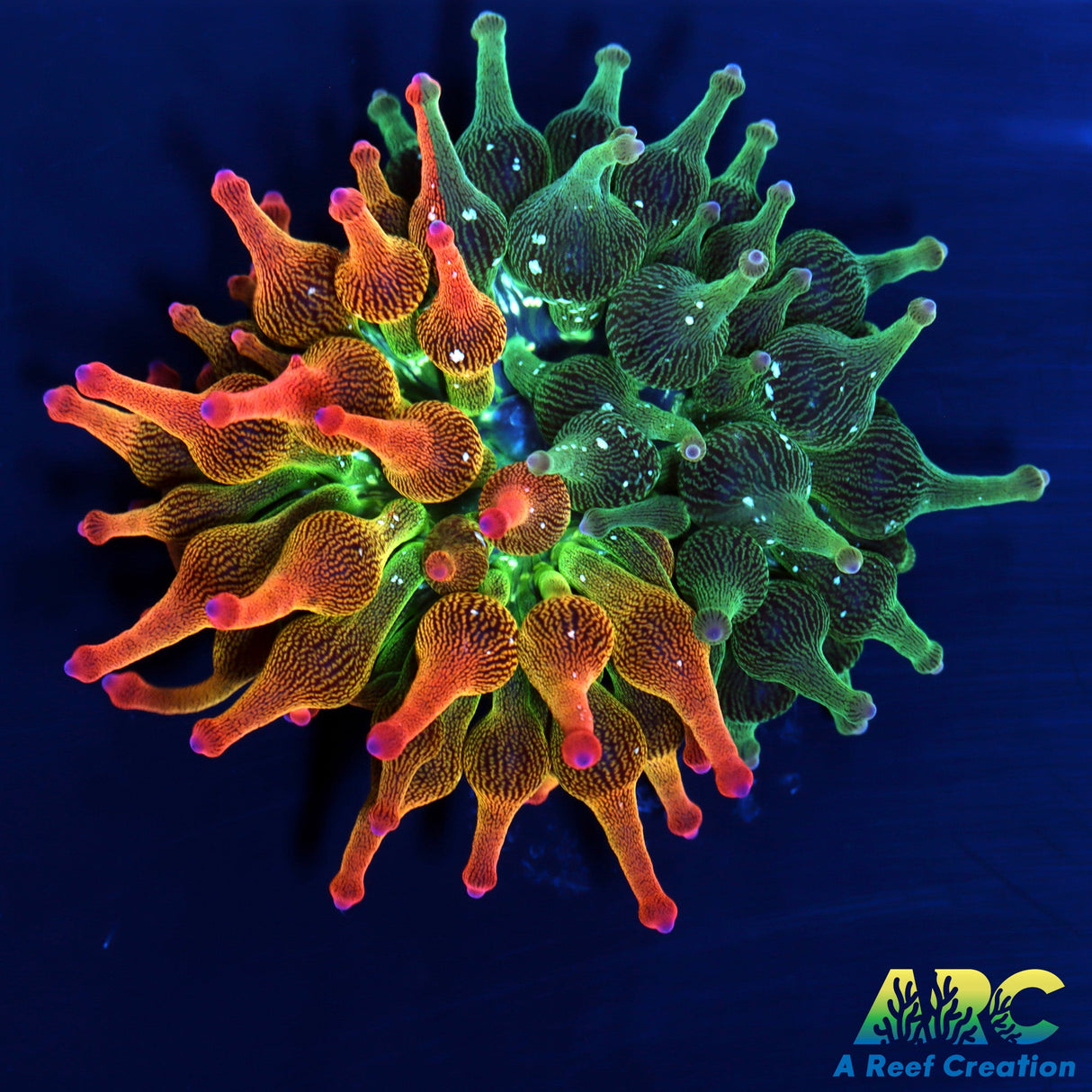 ECC Nexus Burst Bubble Tip Anemone 50/50 split