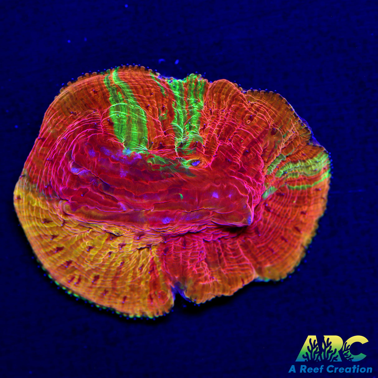 WWC Diablo Diaseris Plate Coral