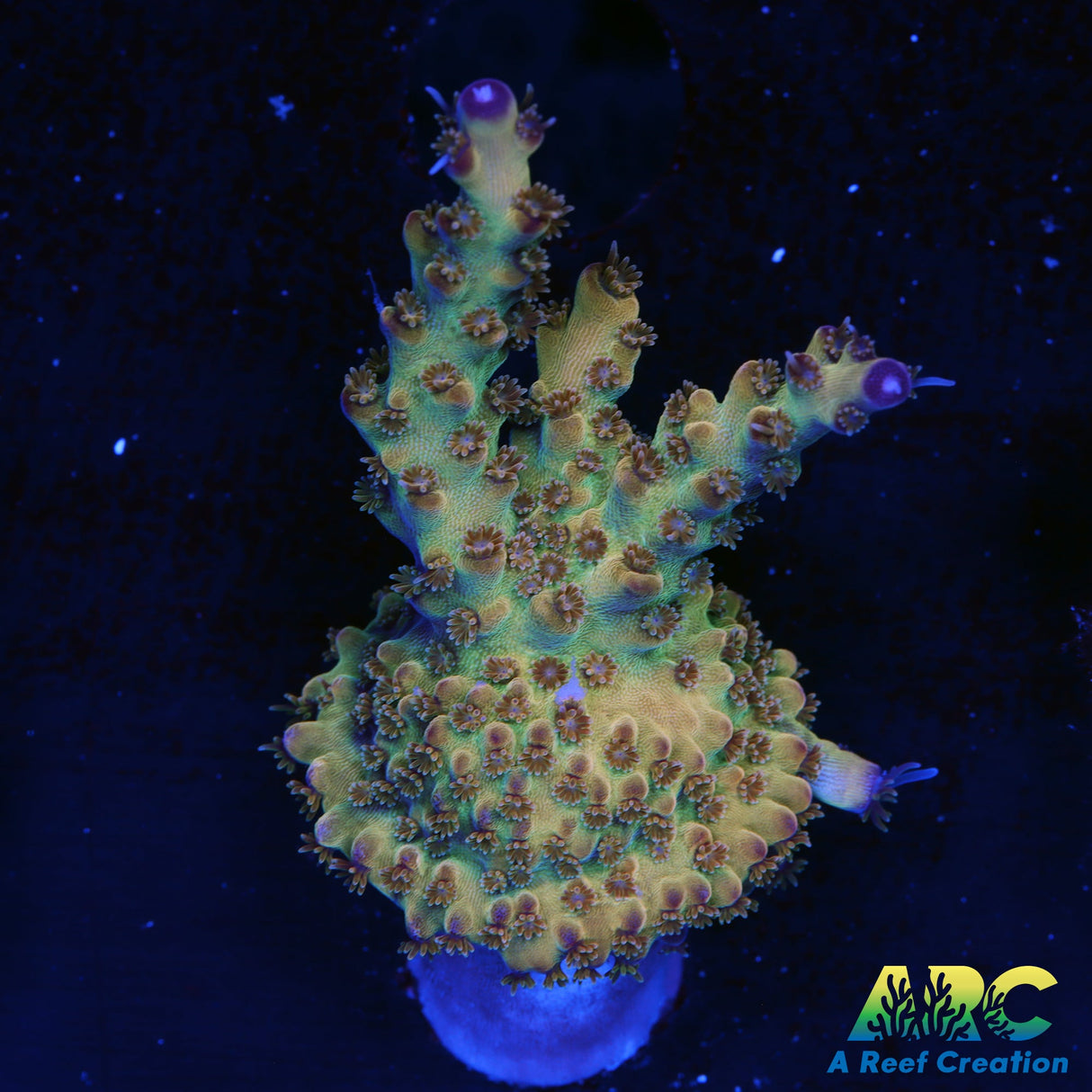 Encrusted 2020 Acro