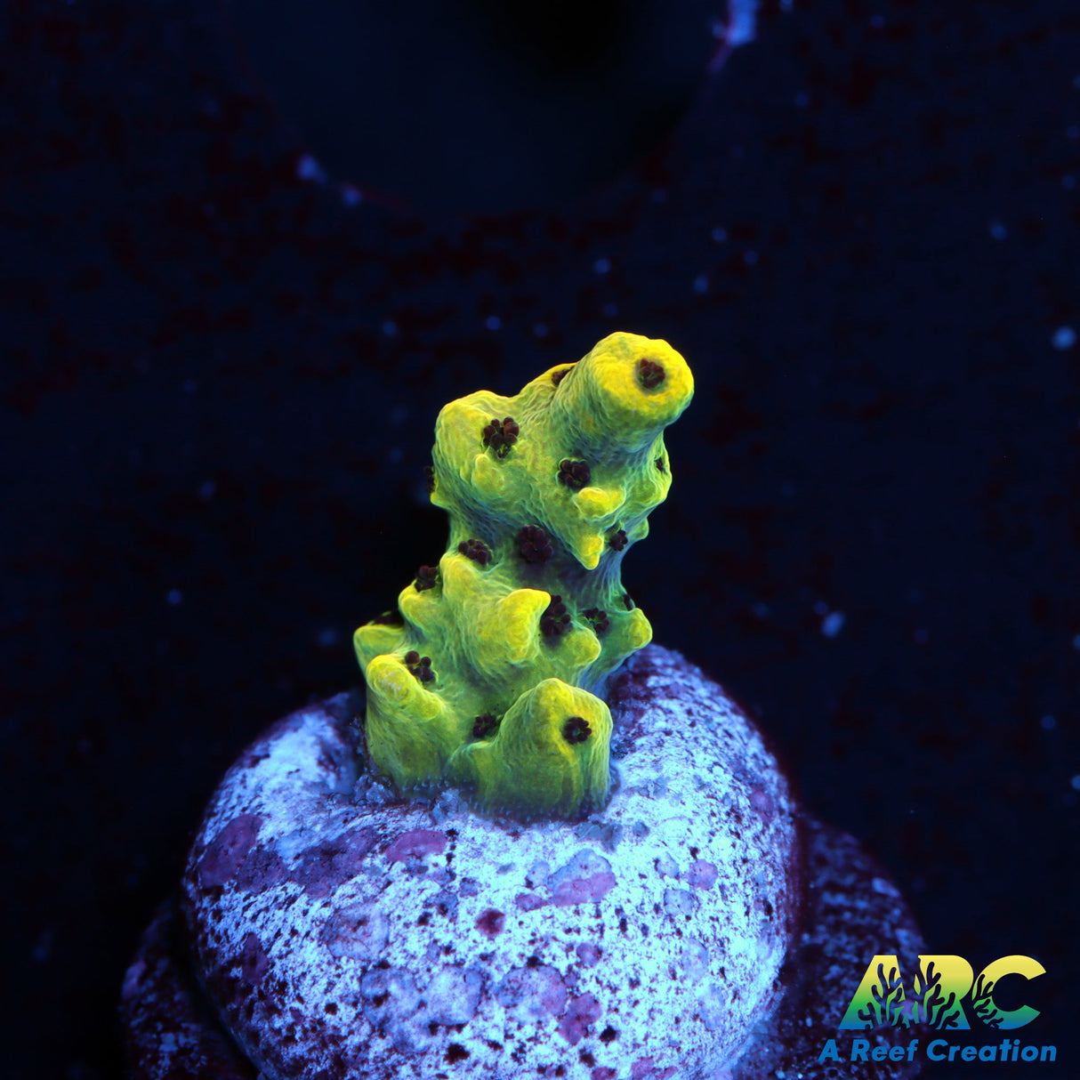 TCK Pikachu Acro