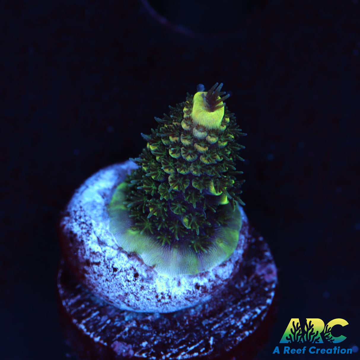 ARC Rainbow Spath