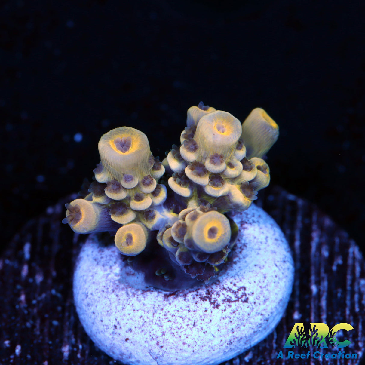 RRC Bananarama