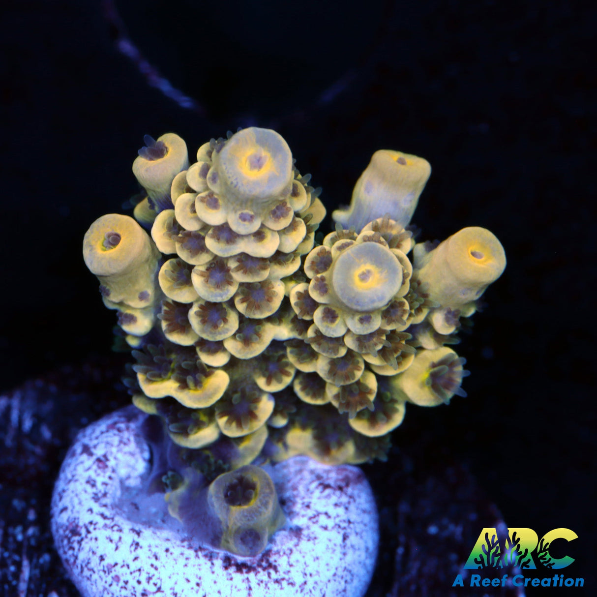 RRC Bananarama