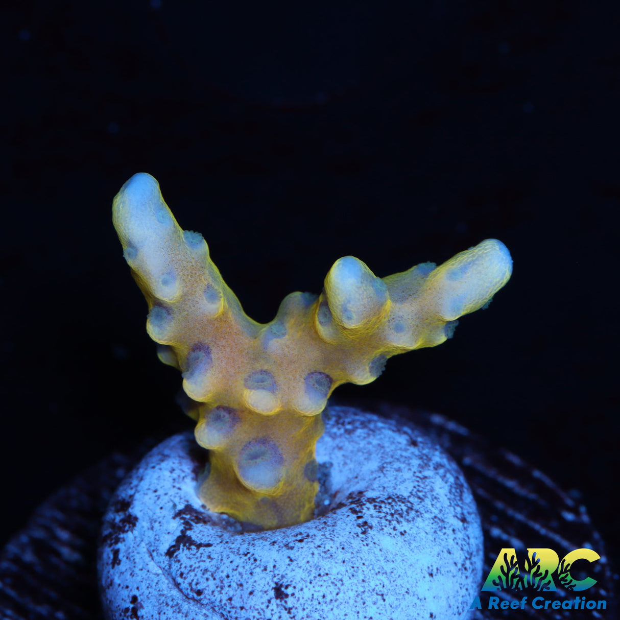 RRC Grafted Goldenrod Anacropora
