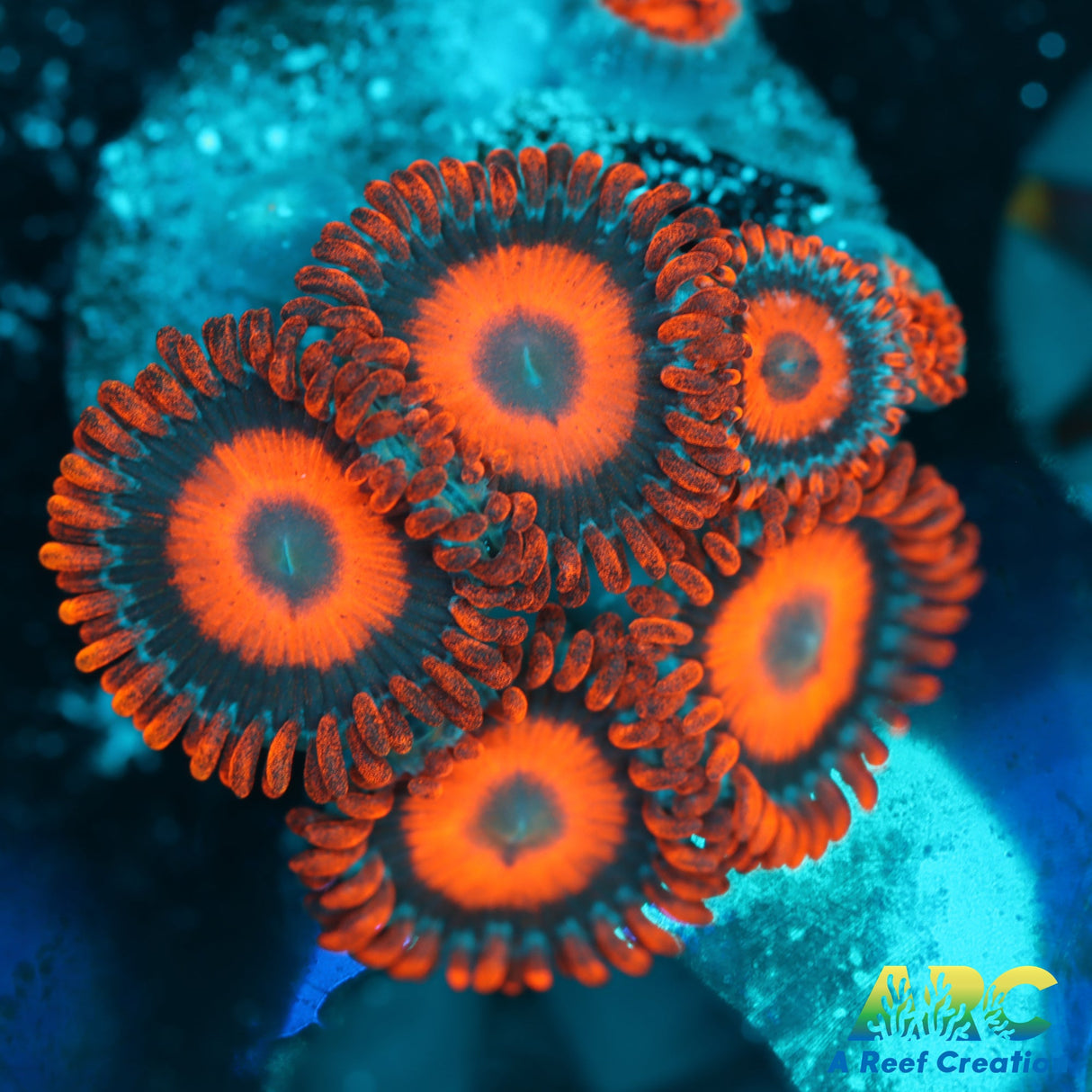 Orange Oxides