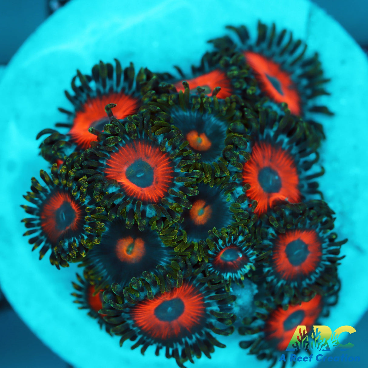 Watermelons