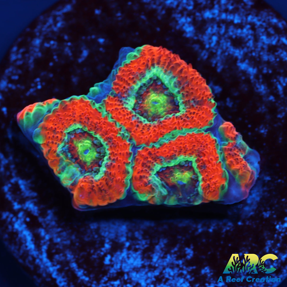 OG UFO Micromussa
