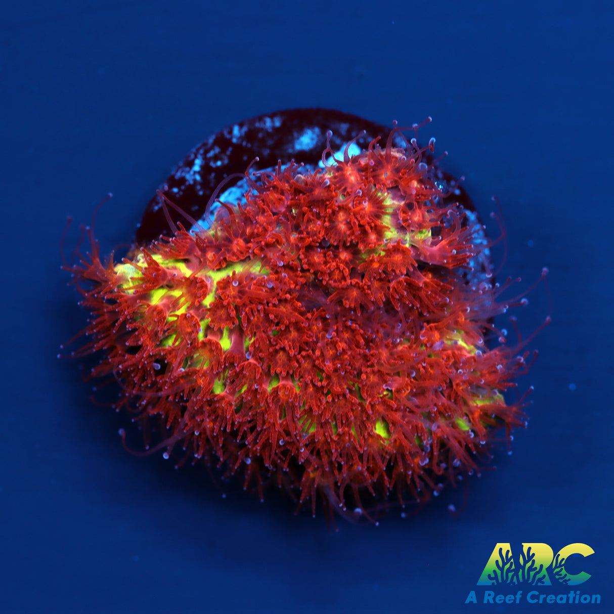 JF Burning Banana Stylo