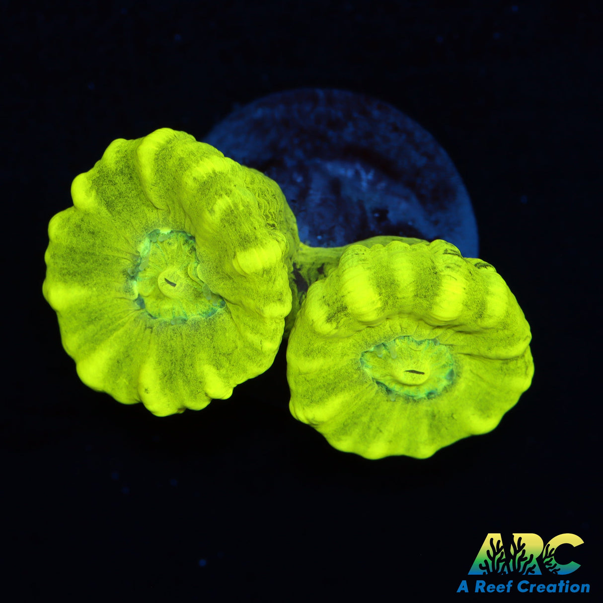 Neon Candy