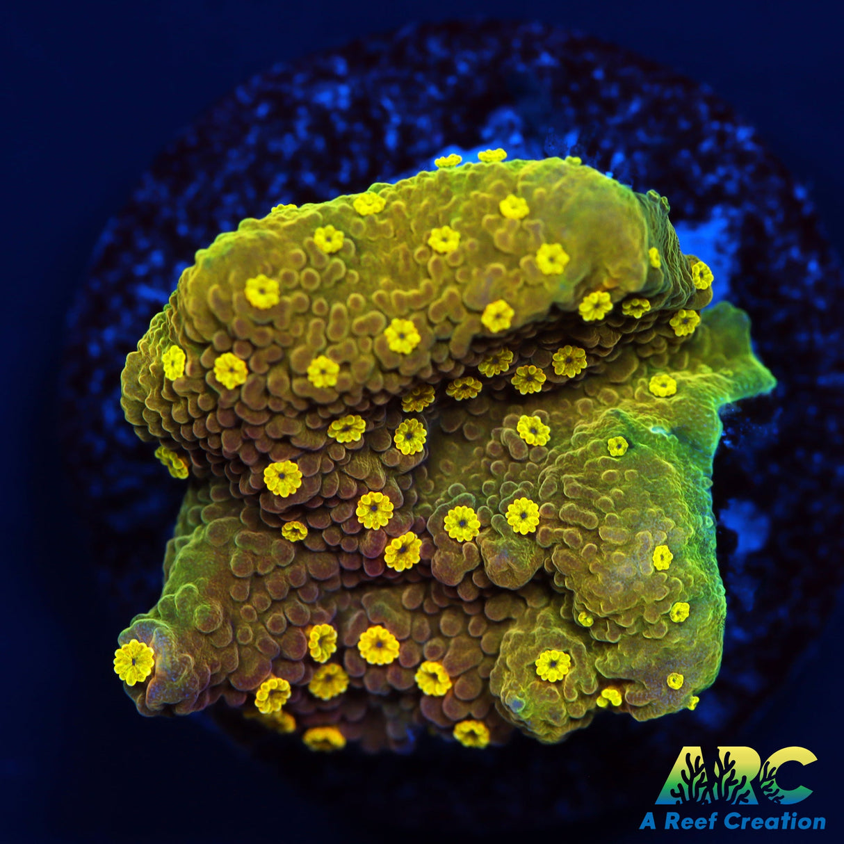 Yellow Polyp Monti