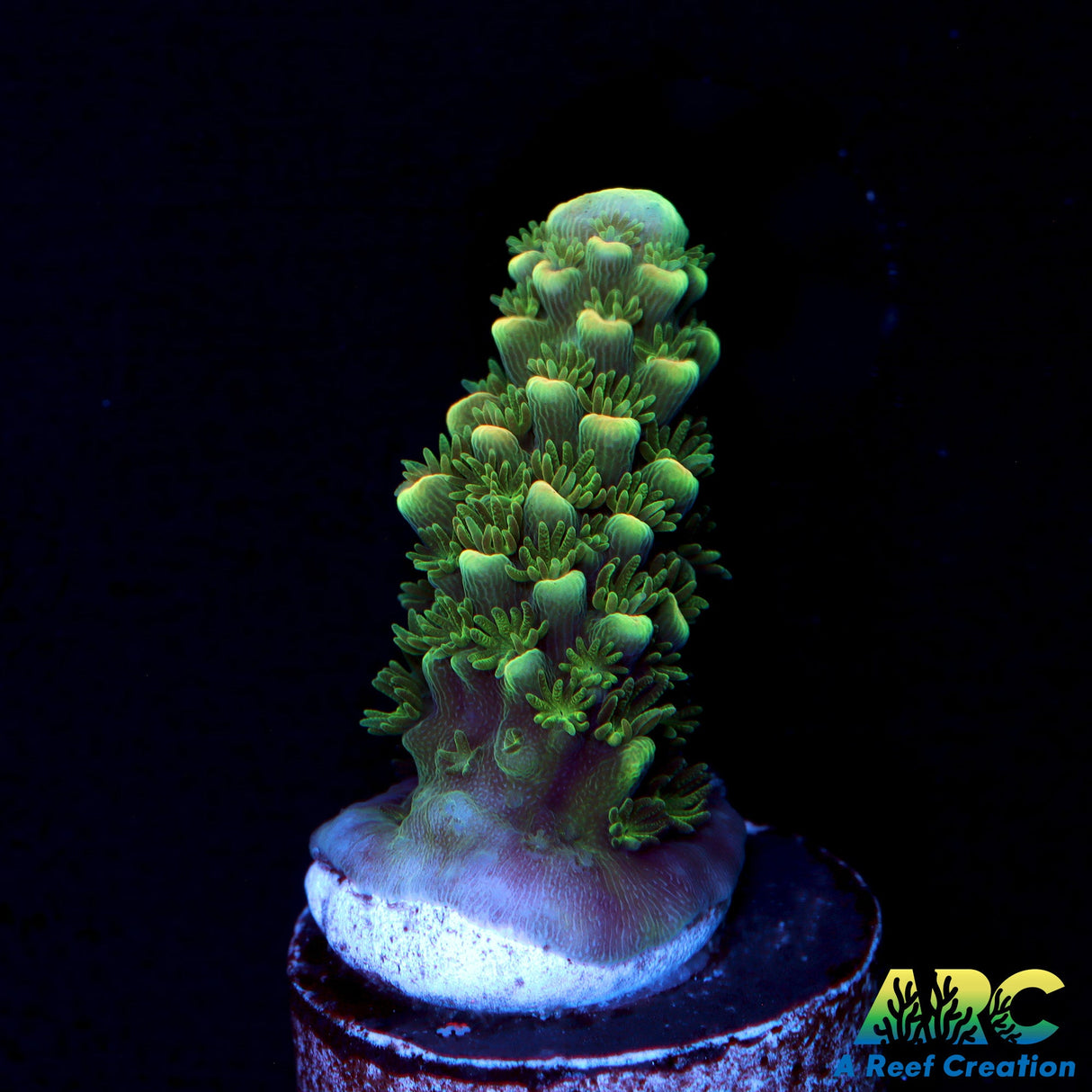 ARC Peachy Humilus