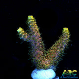 RRC Rainbow Splice Green Side