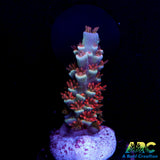 TGC Cherry Bomb