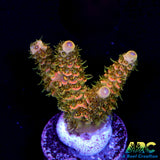ASD Rainbow Milli