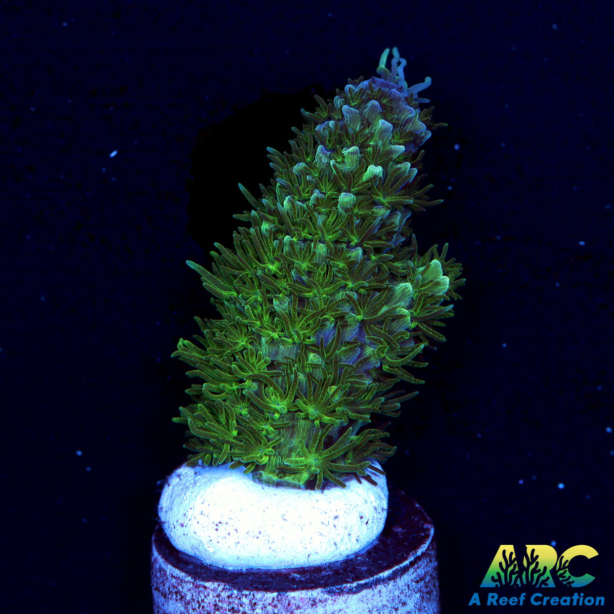 Sanjay's Blue Abrolhosensis