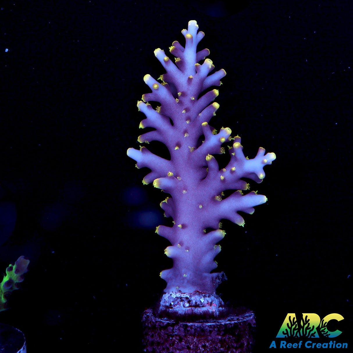 WWC Little Red Ferrari