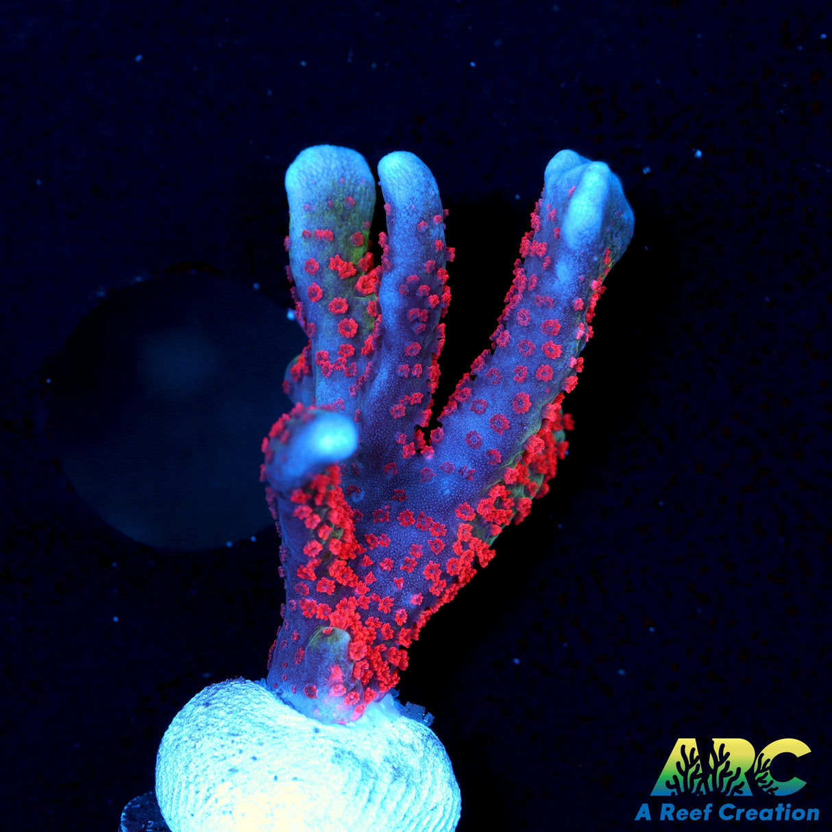 Forest Fire Montipora Digitata