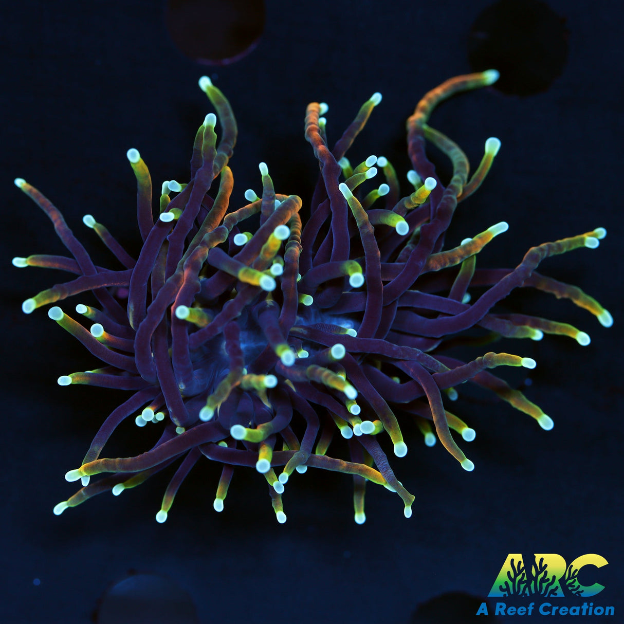 ARC Jester Torch