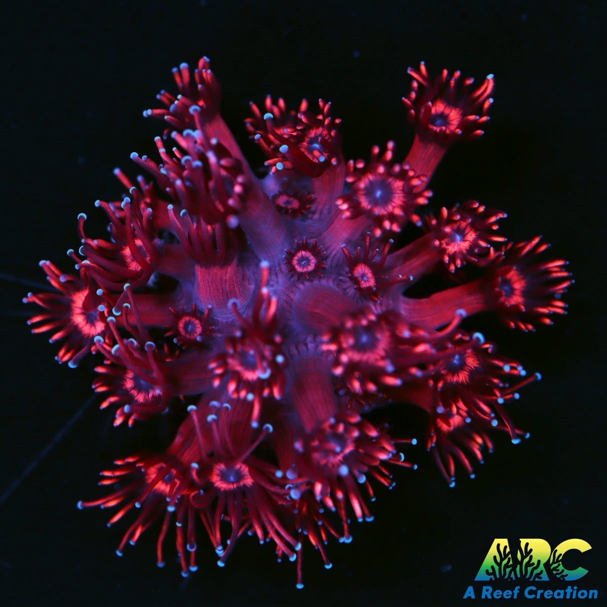 ARC Really Red Goni
