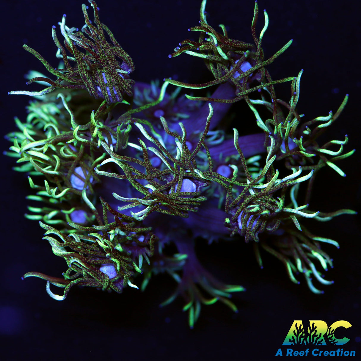 ARC Black Light Goni
