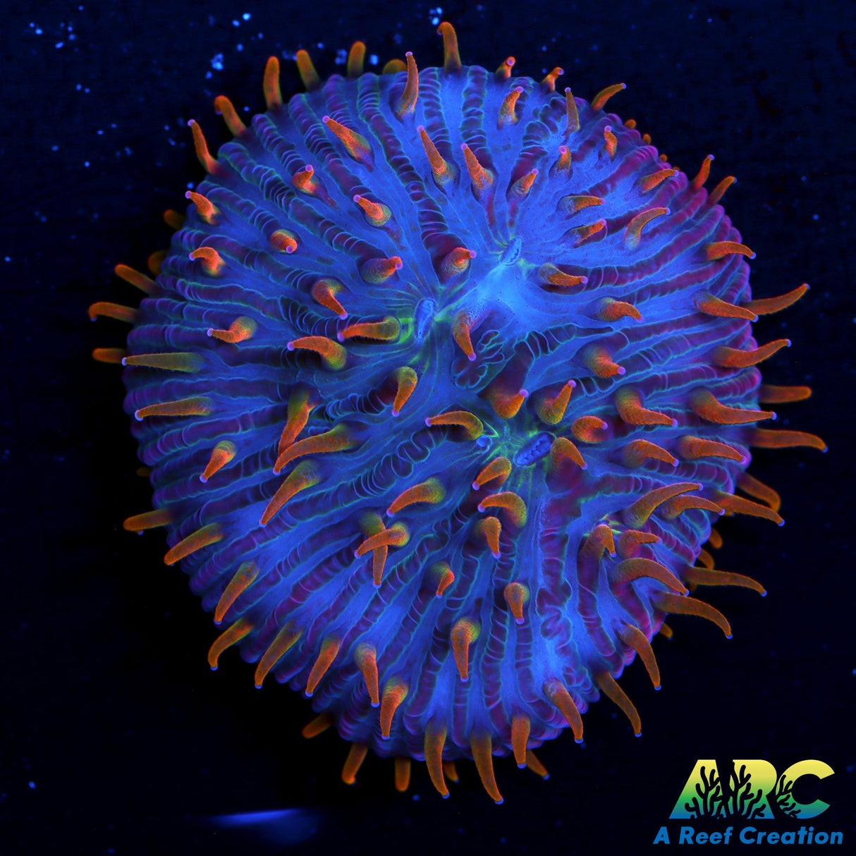 ARC Flaming Hydra Plate with Multi-Mouths