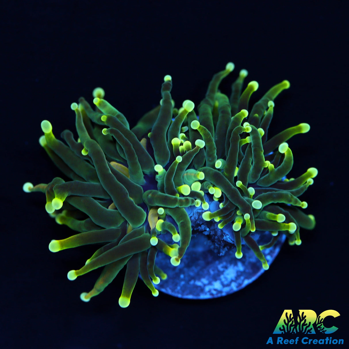 ARC Green with Yellow Tips Torch