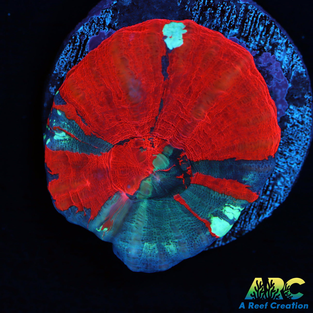 Aquaculutured WarPaint Scoly Frag