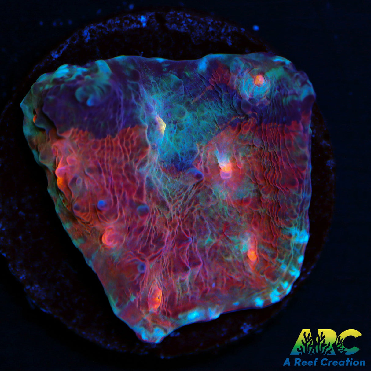 ARC Crazy Calypso Chalice