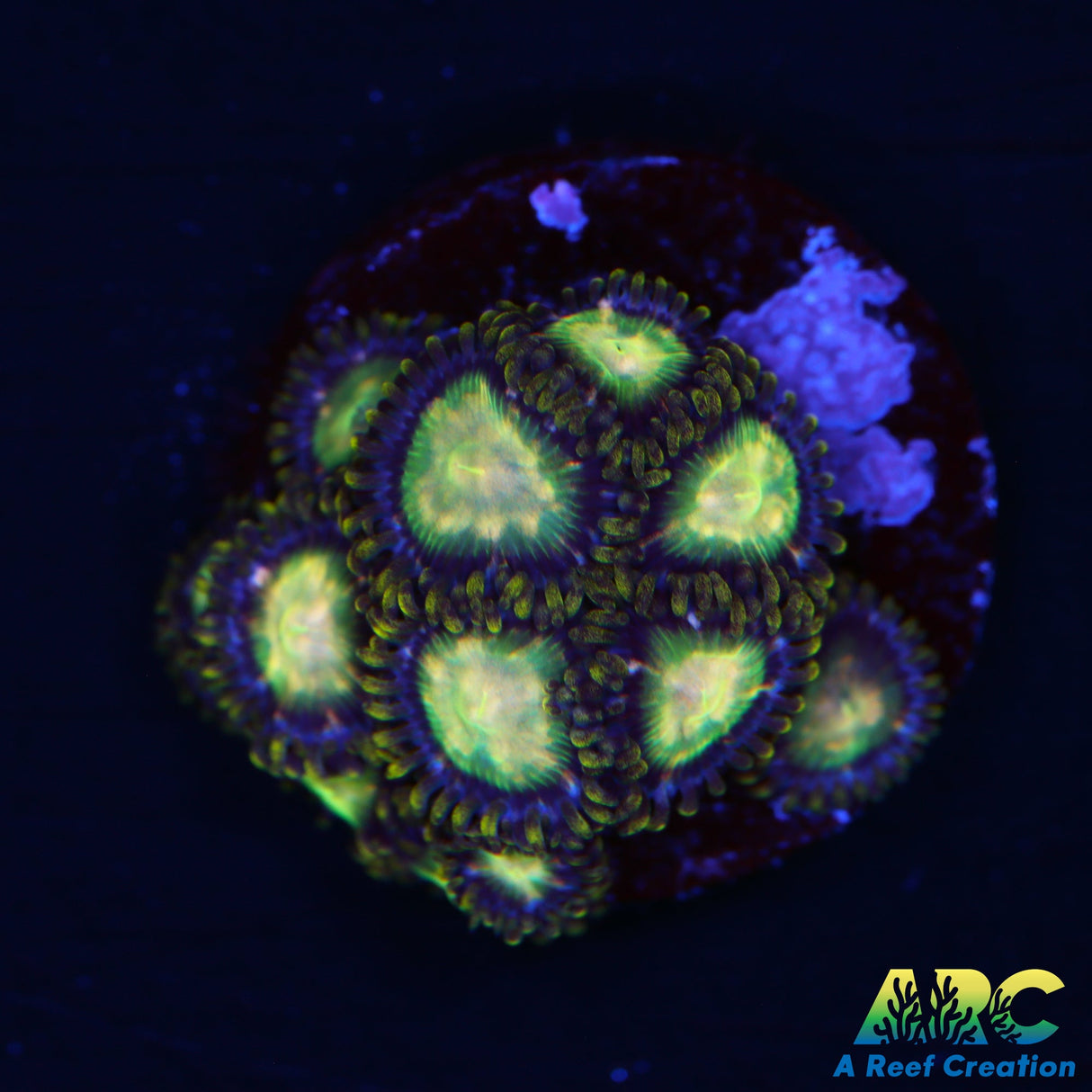 ARC Yoshi Zoa