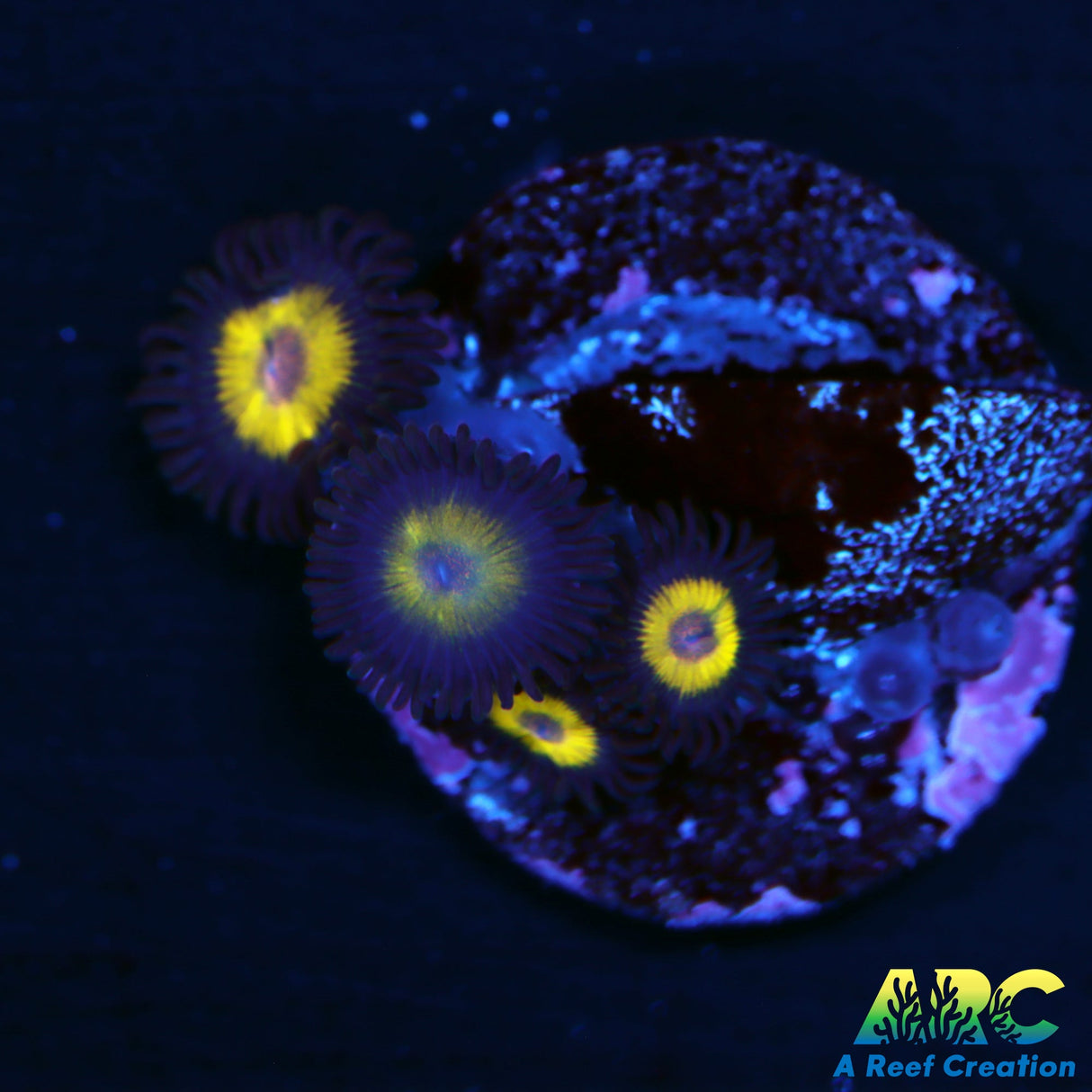 Bella Donna Zoa