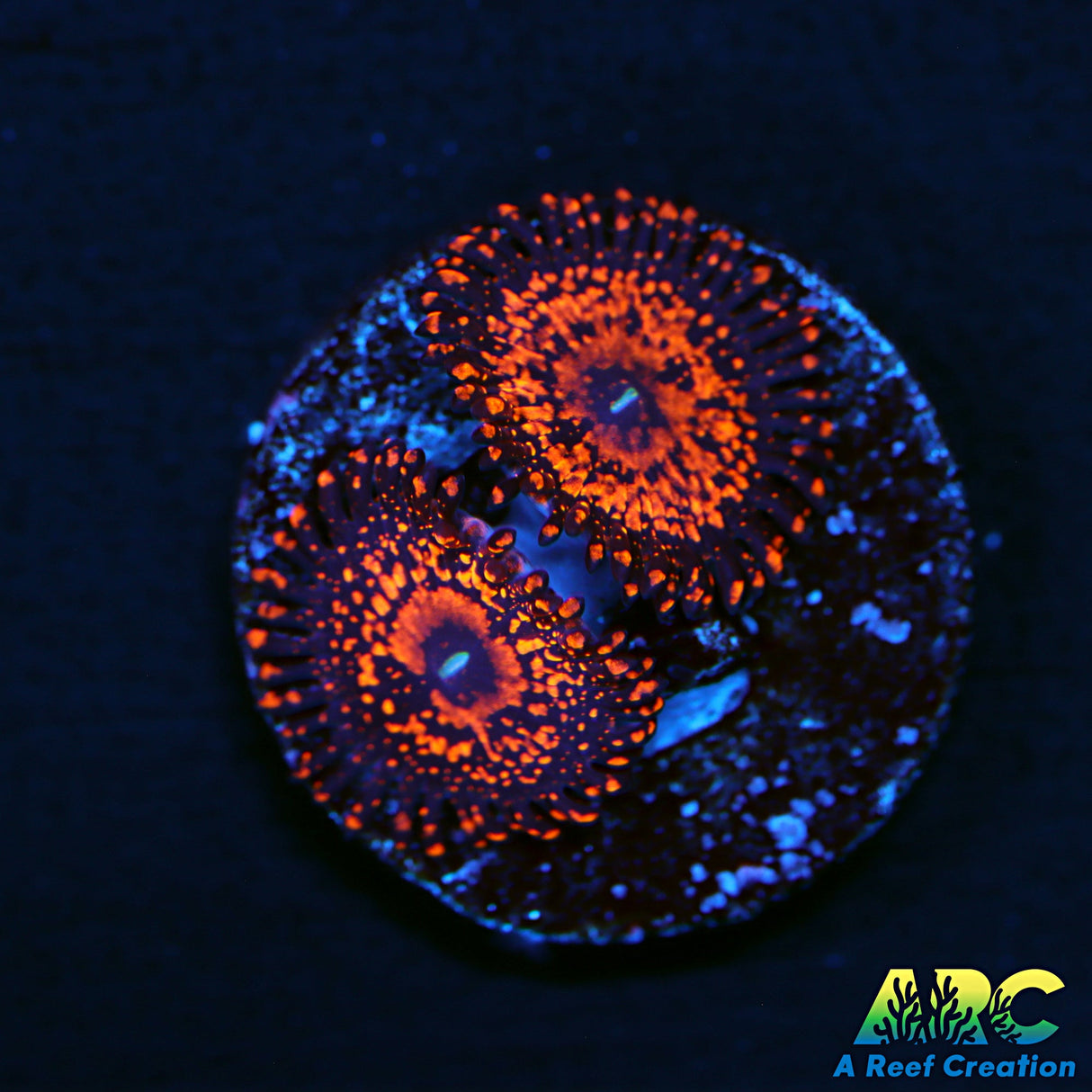 ARC Campfire 2.0