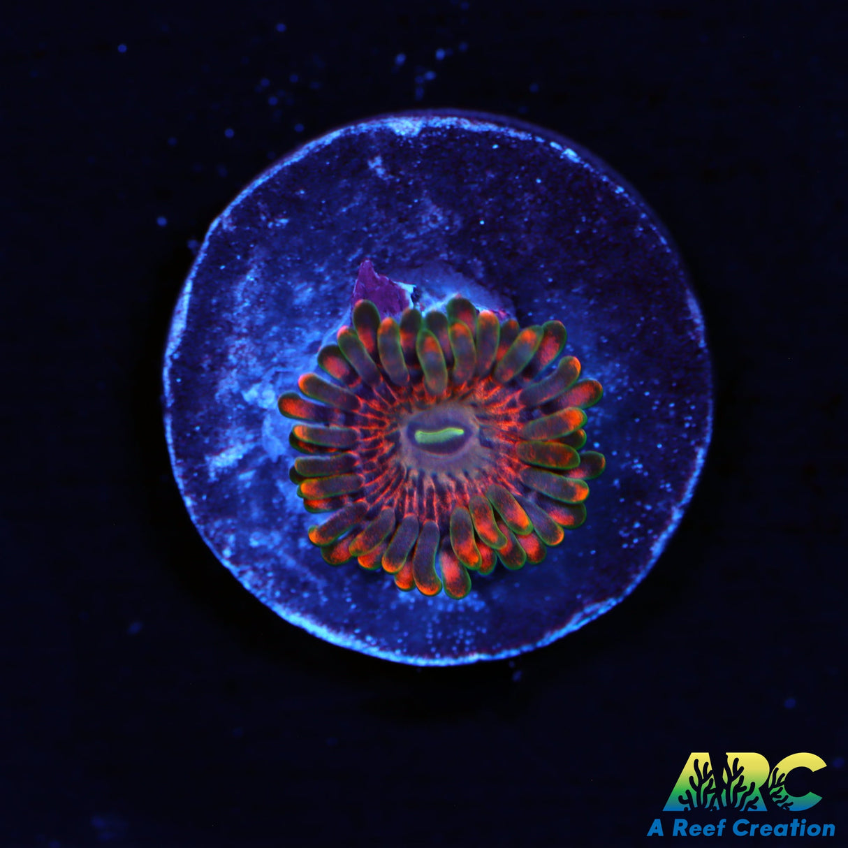 CC FairyFarts Zoas