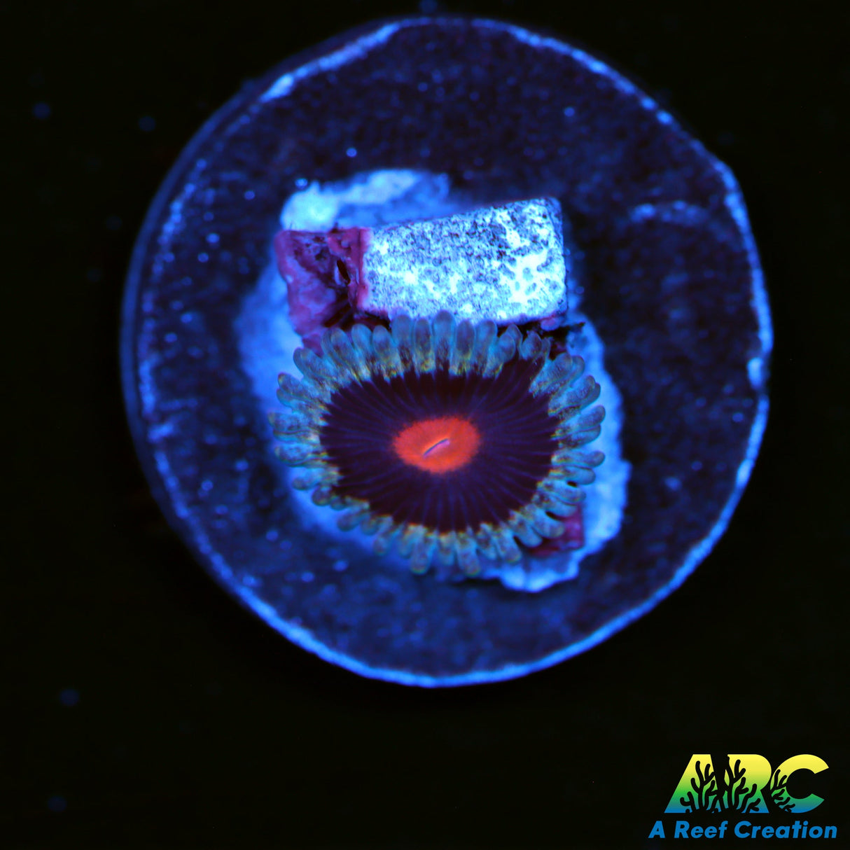 MaryJane's Zoas