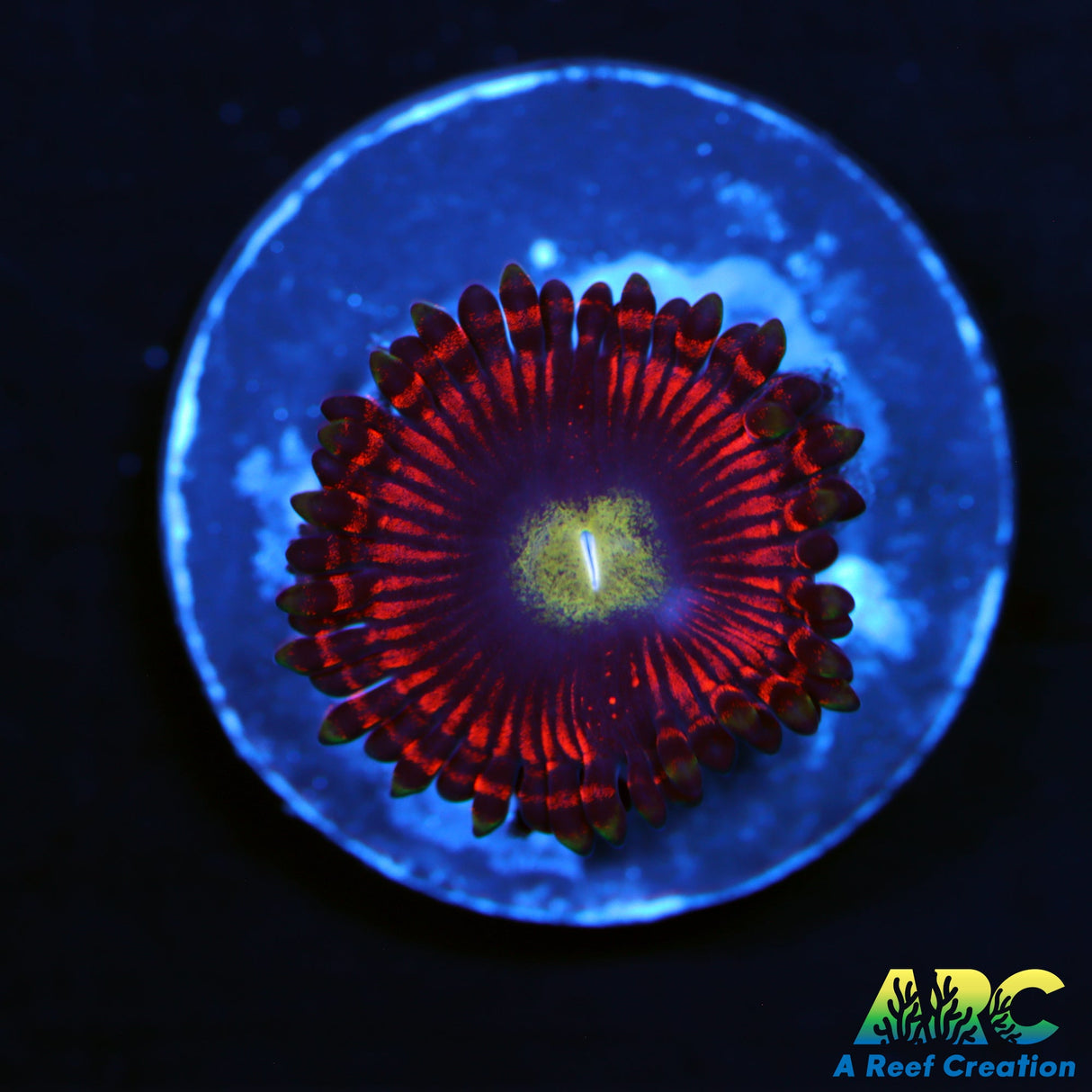 Hyper Phoenix Zoas