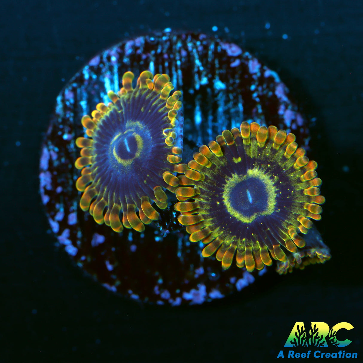 Rainbow Yodas Zoa