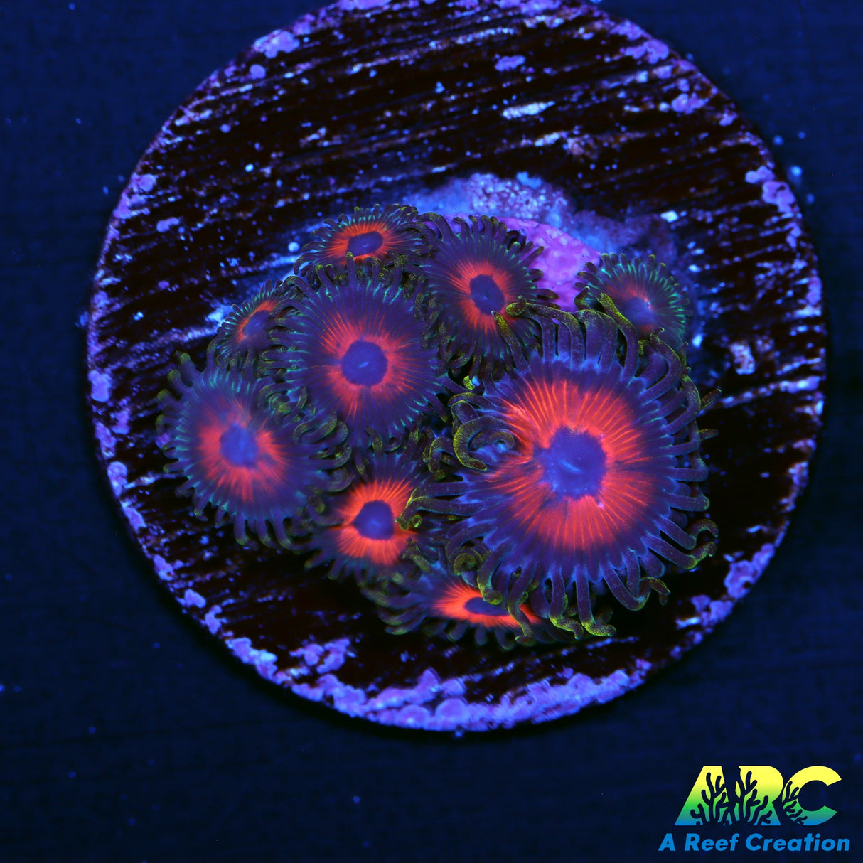 Watermelon Zoas