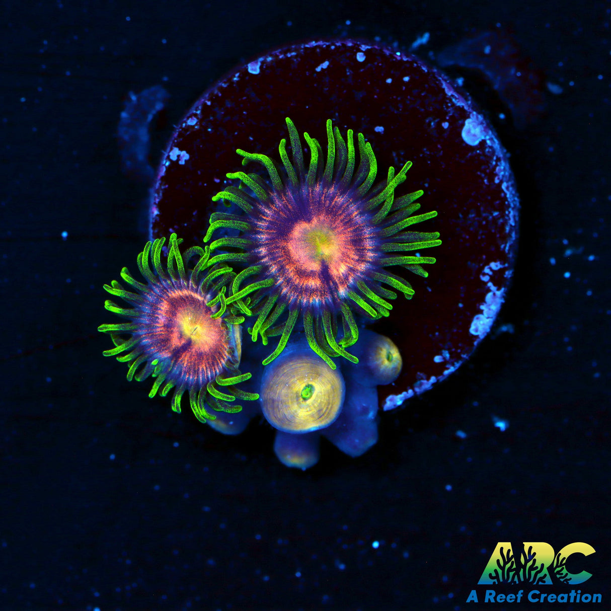 WWC Sweet Tooth Zoas