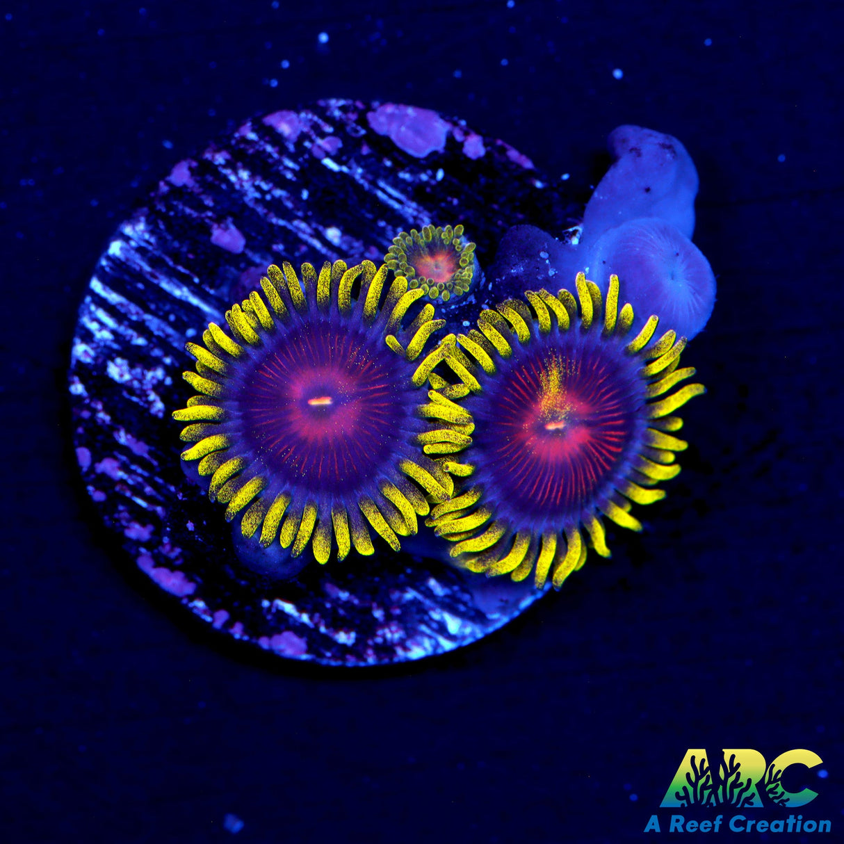 CC Spitfire Zoas